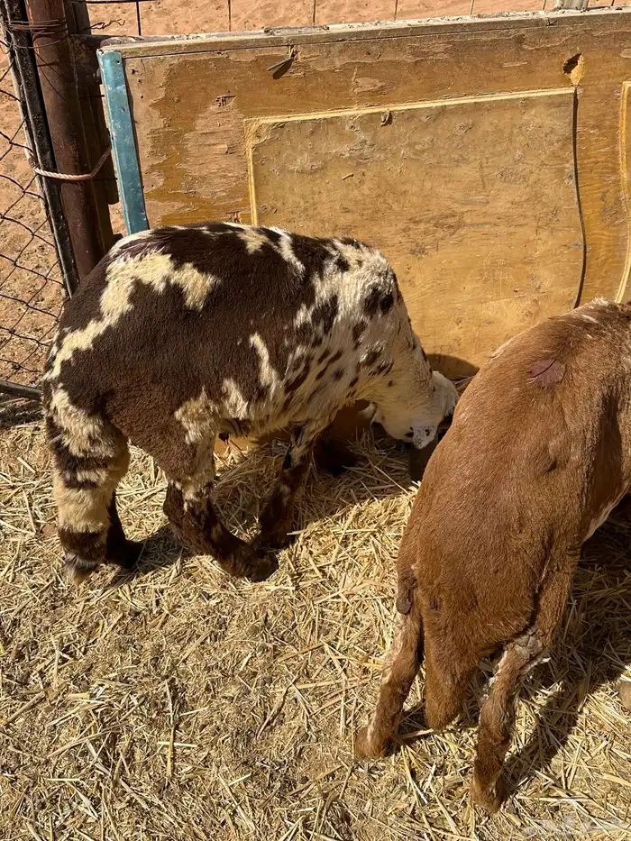 سواكنيات ورفيديات عمر 4 شهور مرابي 40