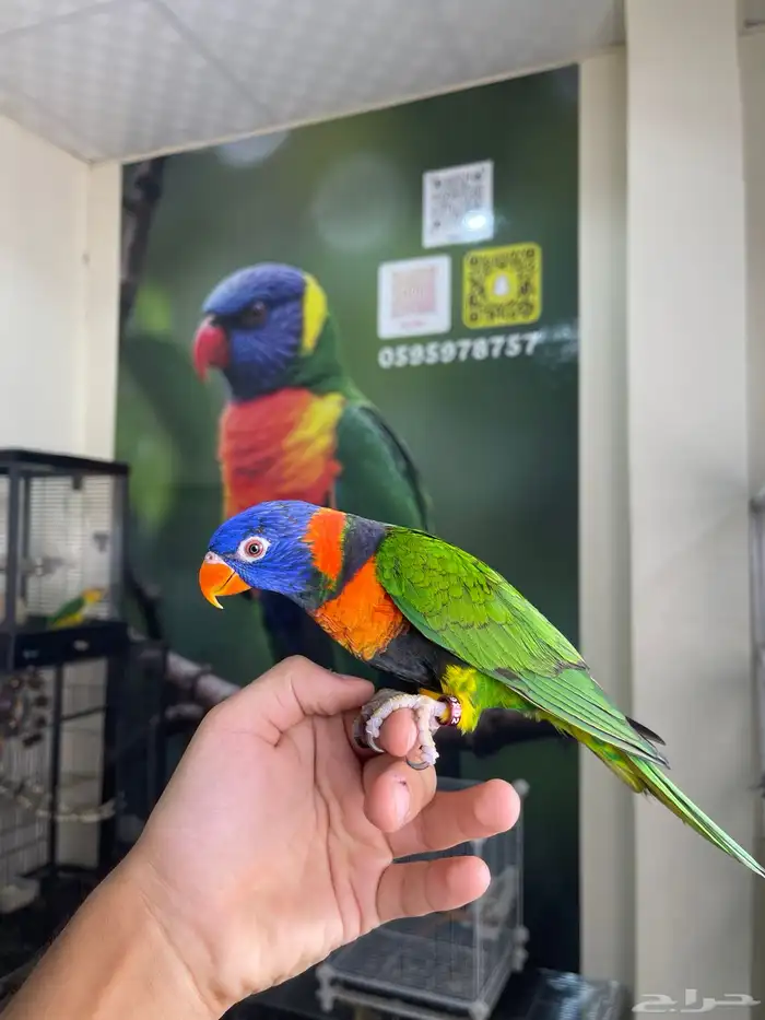 انثى لوري اليفه و منتجه تم البيع 2