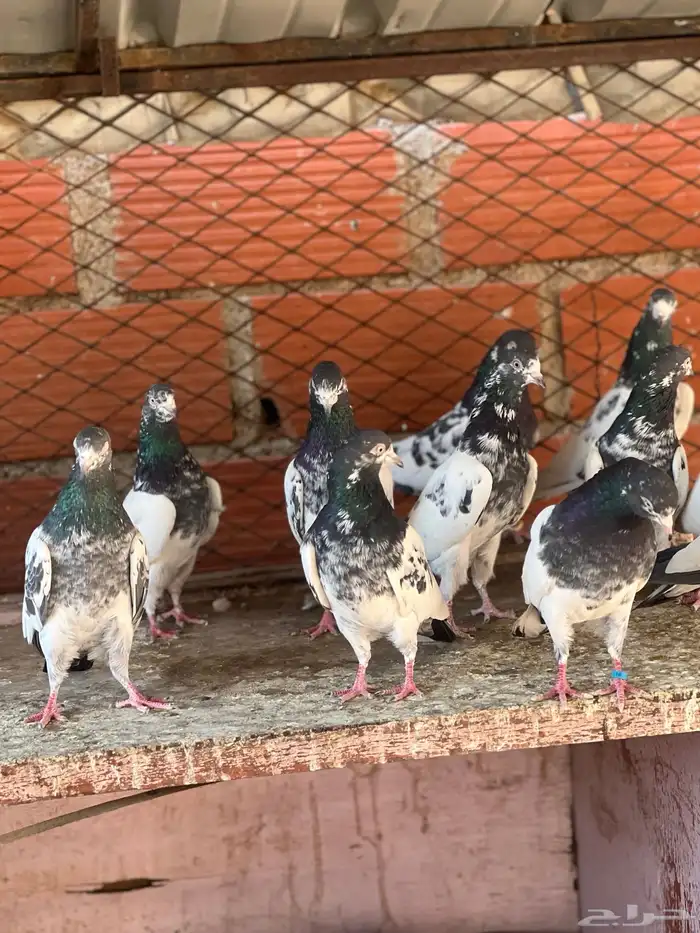 حمام بكستاني تيدي(تم البيع ) 10