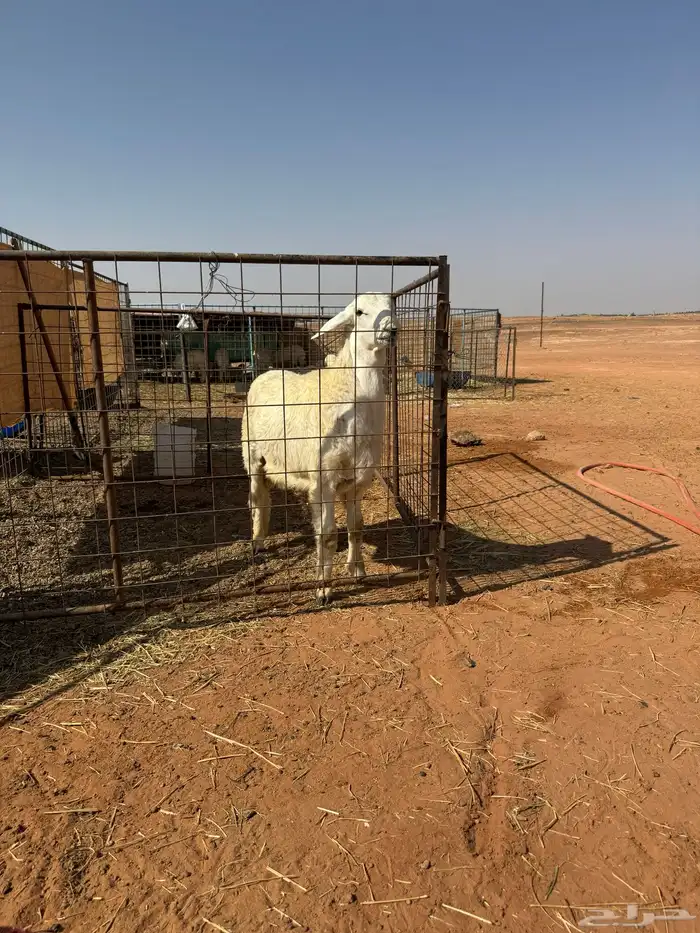 خرفان حبص العدد 8 6