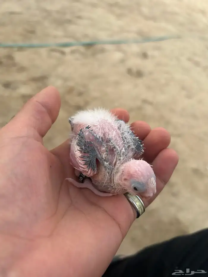 طيور كوكتيل كروان 2