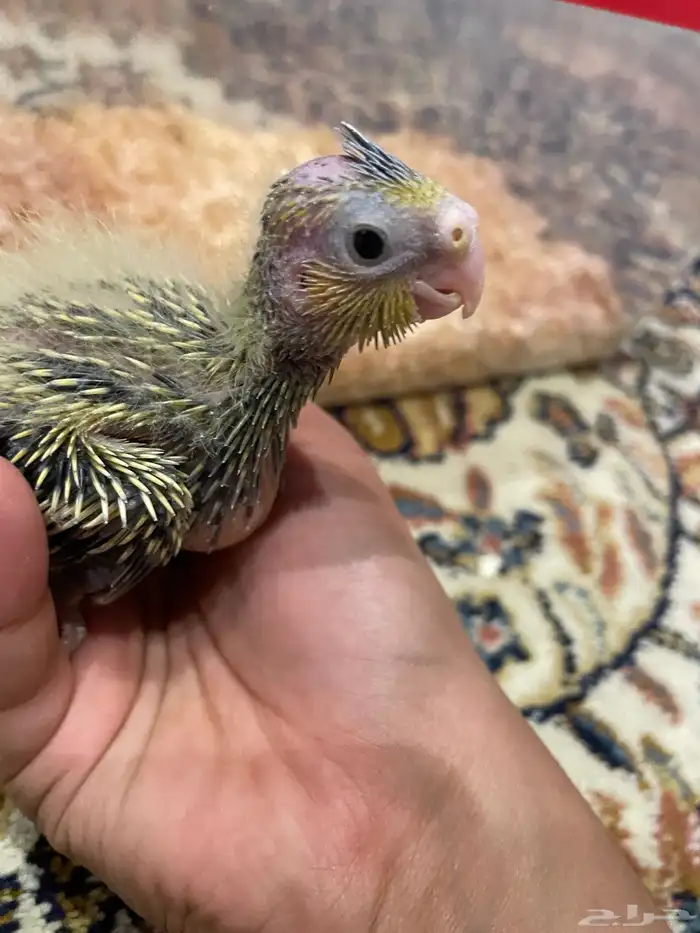 فروخ كروان غر للبيع 2