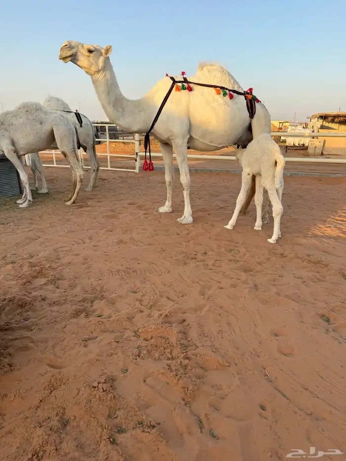 خلفه وضحا مصغر 2