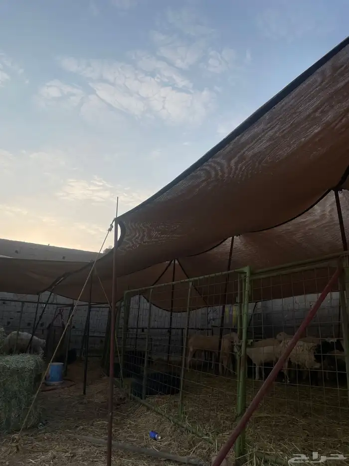 شبوك اغنام جاهزه للايجار شمال جده على طريق عسفان 1