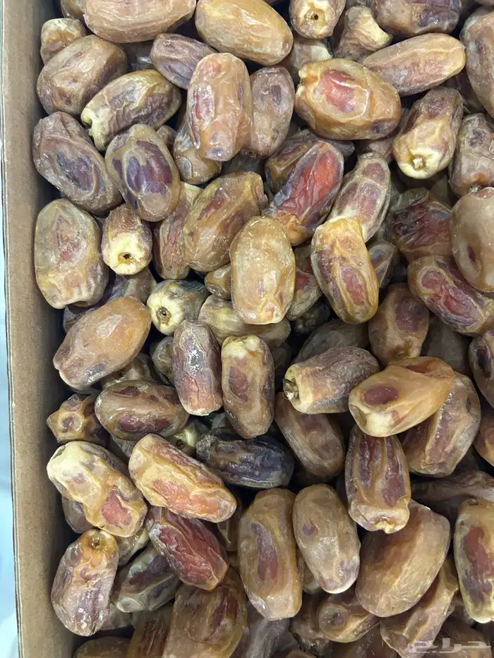 تمور صقعي للبيع 1