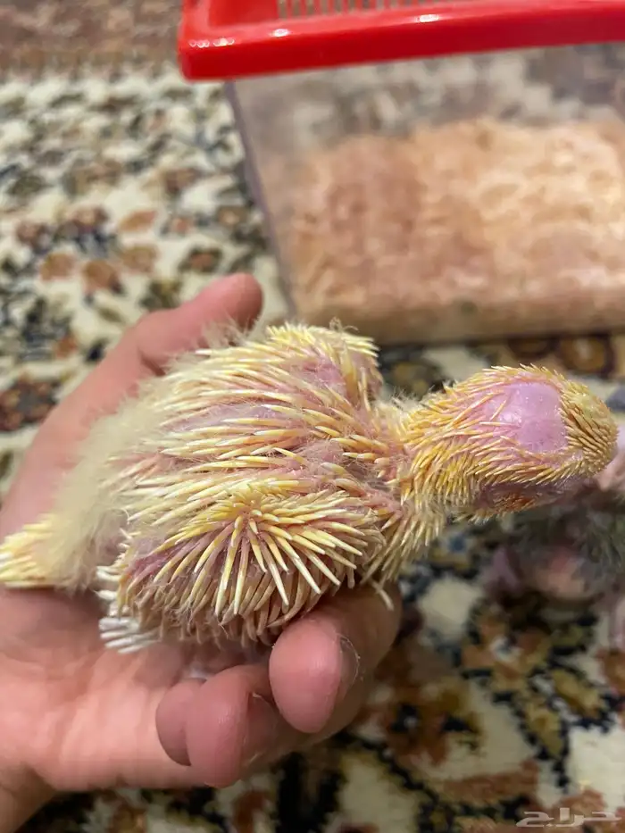 فروخ كروان غر للبيع 1