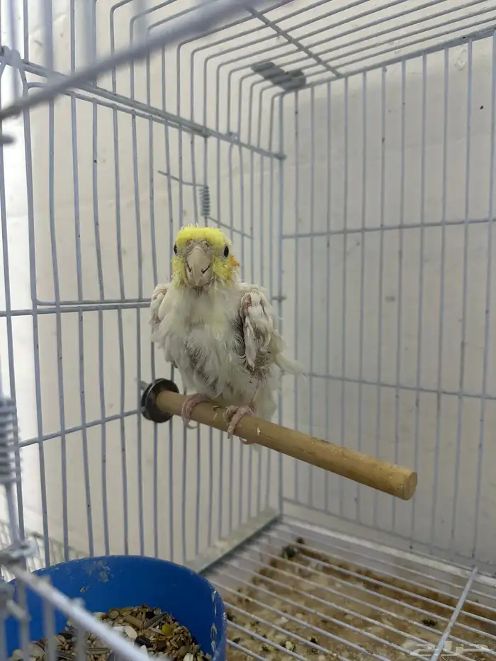 ذكر كروان كان تربيه لكن انهمل حيل 0