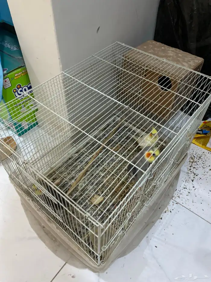 3 طيور كروان 0