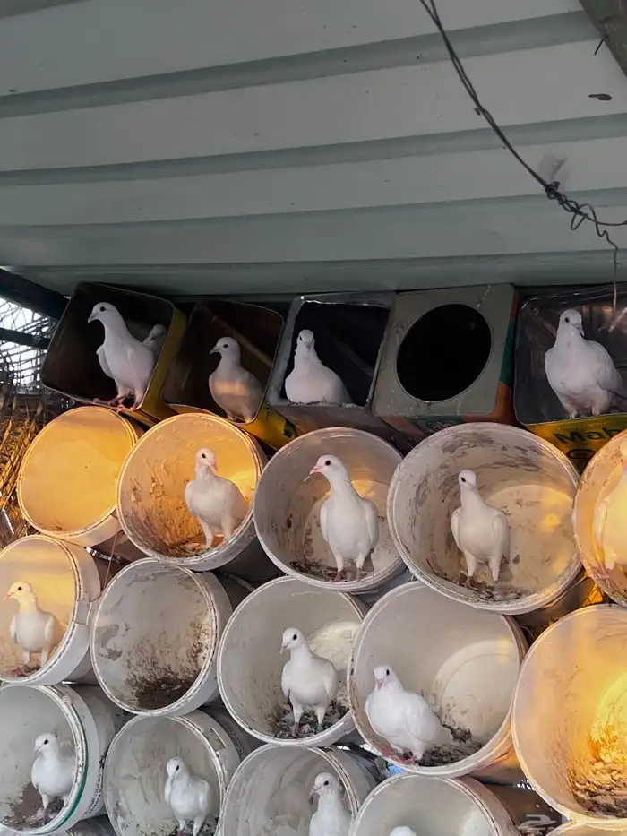 حمام زاجل ابيض 0