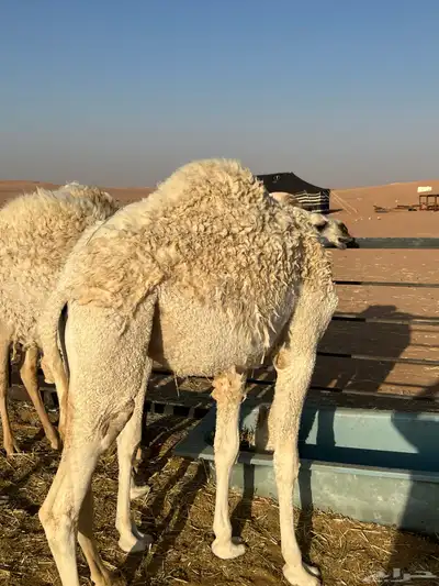 حشو للبيع index