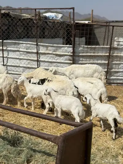 ضان ولد 6 معها 5 index