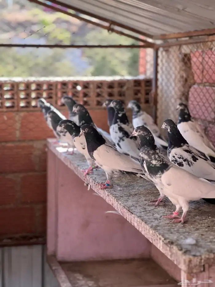 حمام بكستاني تيدي(تم البيع ) 11