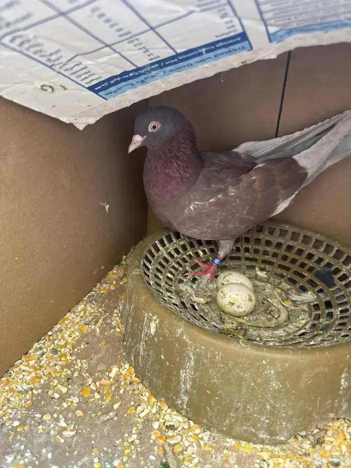 حمام زاجل وقلاب علئ السوم 2