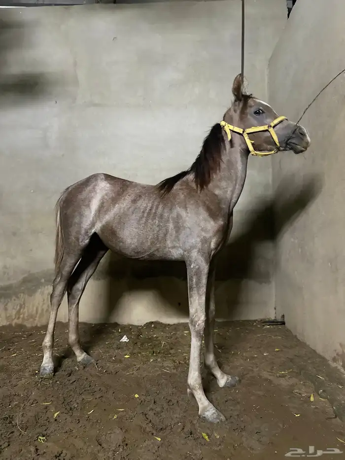 مهرة للبيع دم مستورد 0