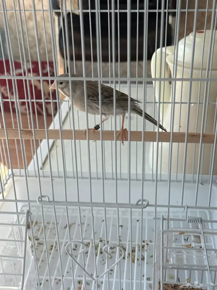 للبيع كناري اروبي 1