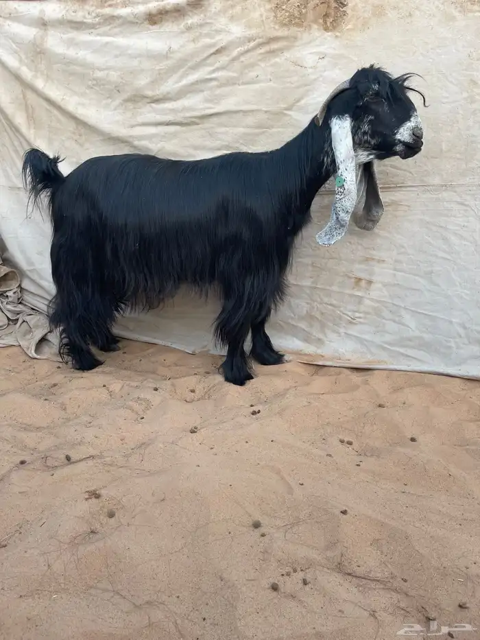 عرض بيع معزاء عوارض صنف 2