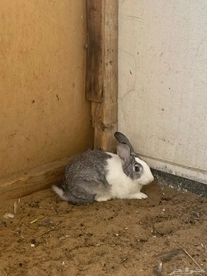 ارنب انثى للبيع 1