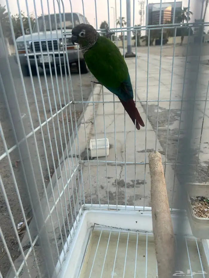 كنيور قرين شك 5