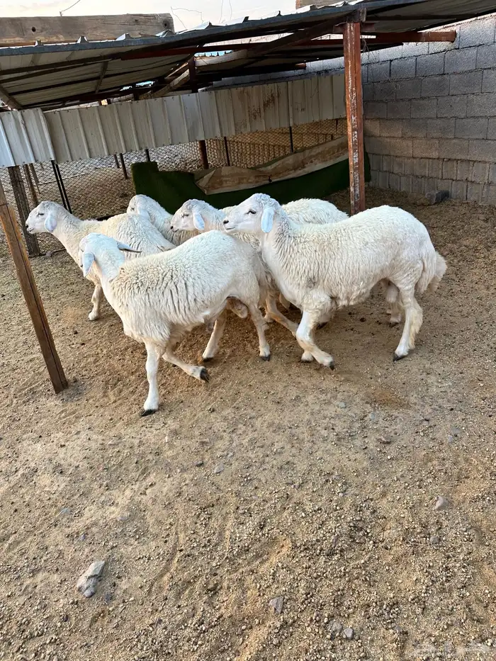 ذبائح الأكحل 5