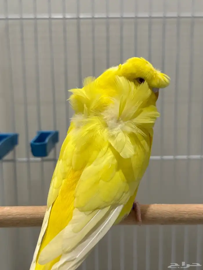 بادجي هوقو لاتينو عيون حمراء 0