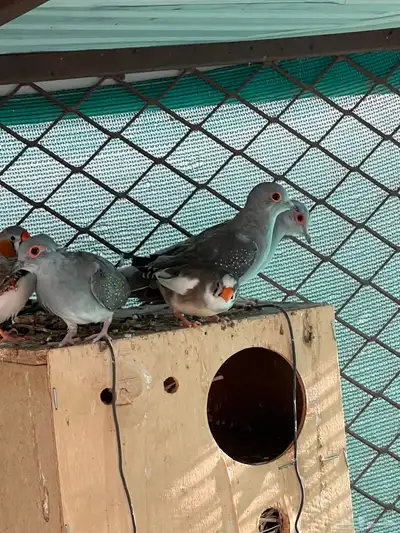 طيور مشكله للبيع index