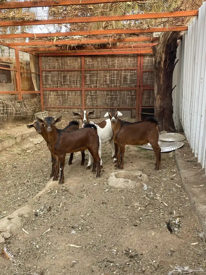 جفار عمر ثلاثه شهور تقريبا 1