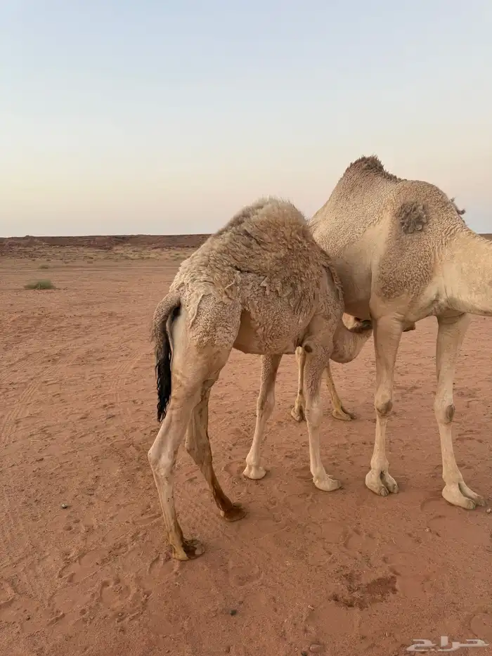 قعود لباني 0