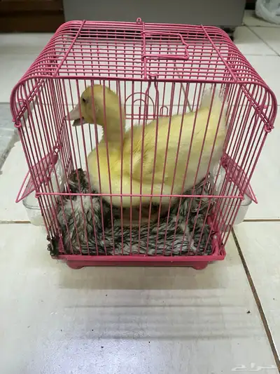 بط للتمني index