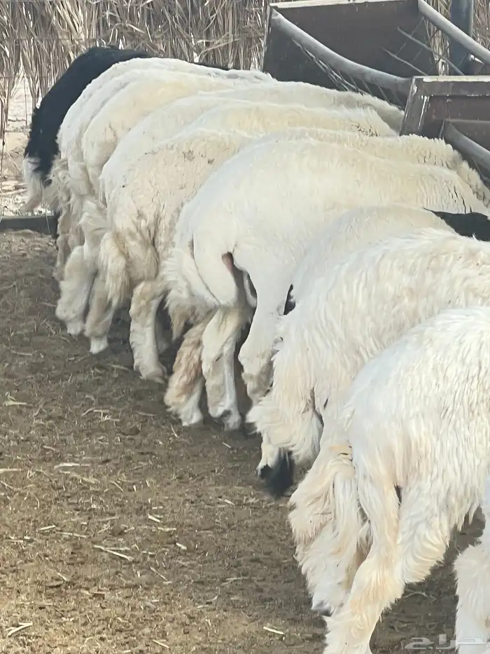 ذبايح للبيع 11