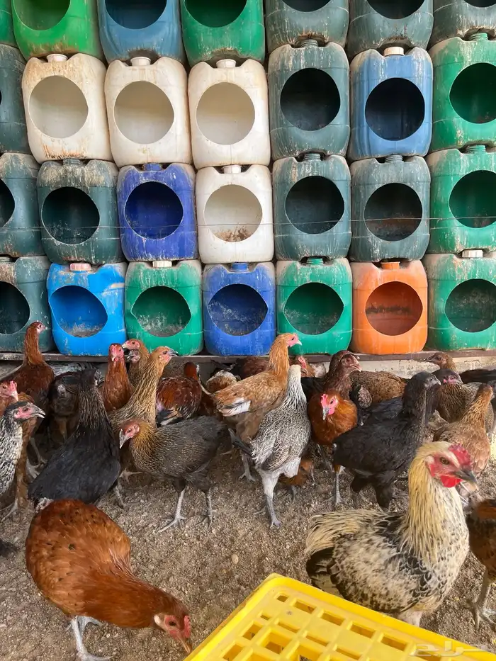 دجاج وديكه 7 اشهور 4