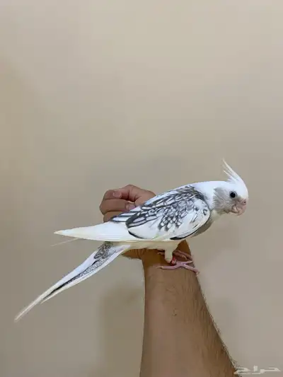 فروخ كوكاتيل( كروان ) index