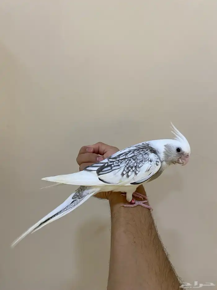 فروخ كوكاتيل( كروان ) 0