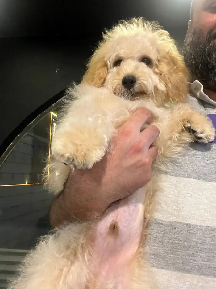 للبيع كلب جرو بودل مالتيبو مدرب و مطعم 3