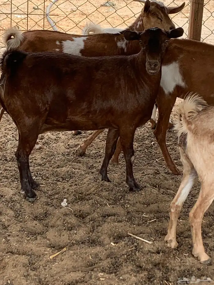 للبيع معزا جنوبية (تم البيع 0