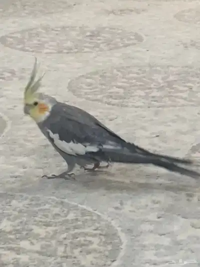 ببغاء كروان index