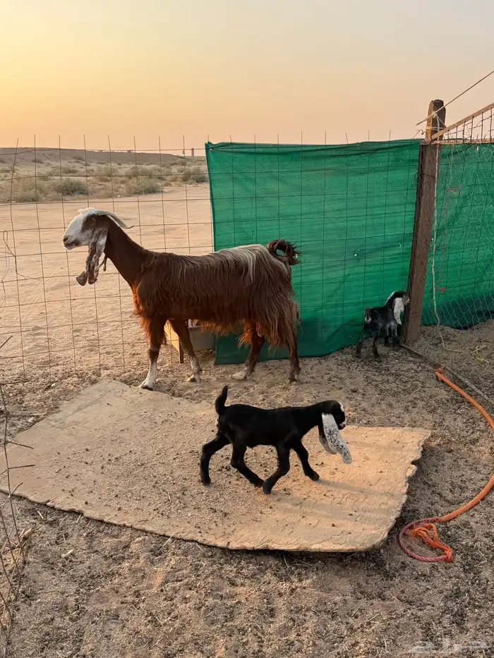 معزاء متاويم 4