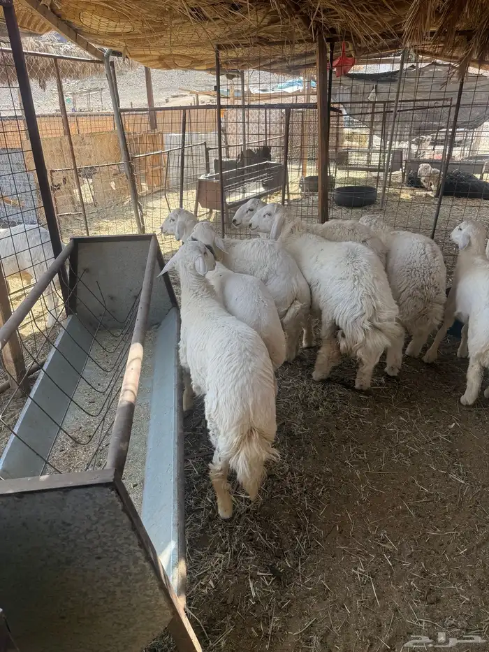 طليان. والتيوس ذبايح. 43