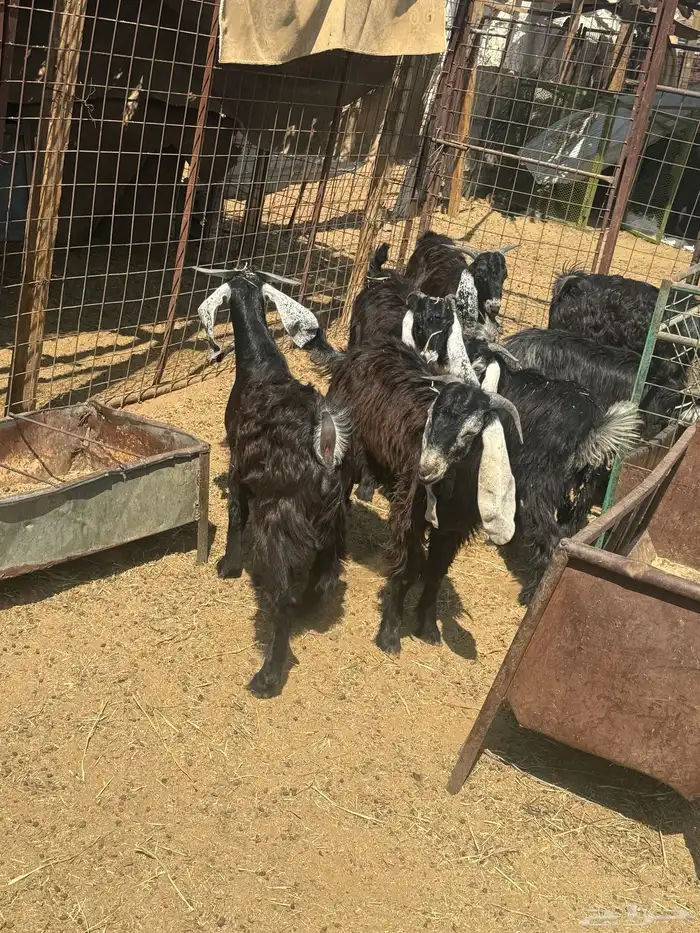 طليان. والتيوس ذبايح. 25