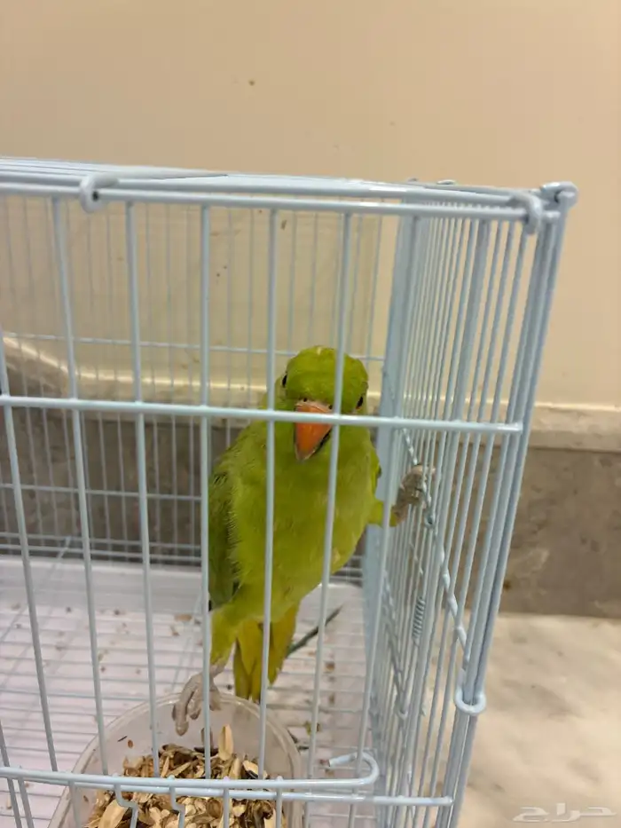 عصفور الدره 2