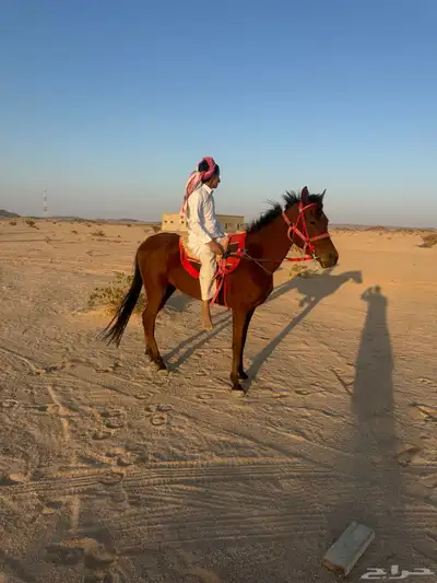 خيل عربي اصيل index