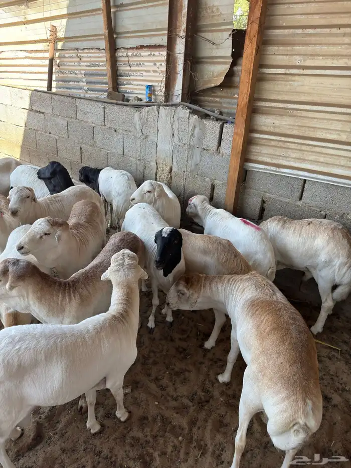 غنم رفيدي حبشي 1