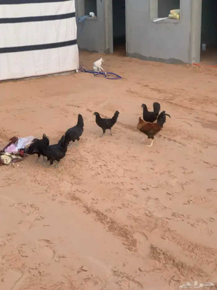 دجاج هجين تركي 1