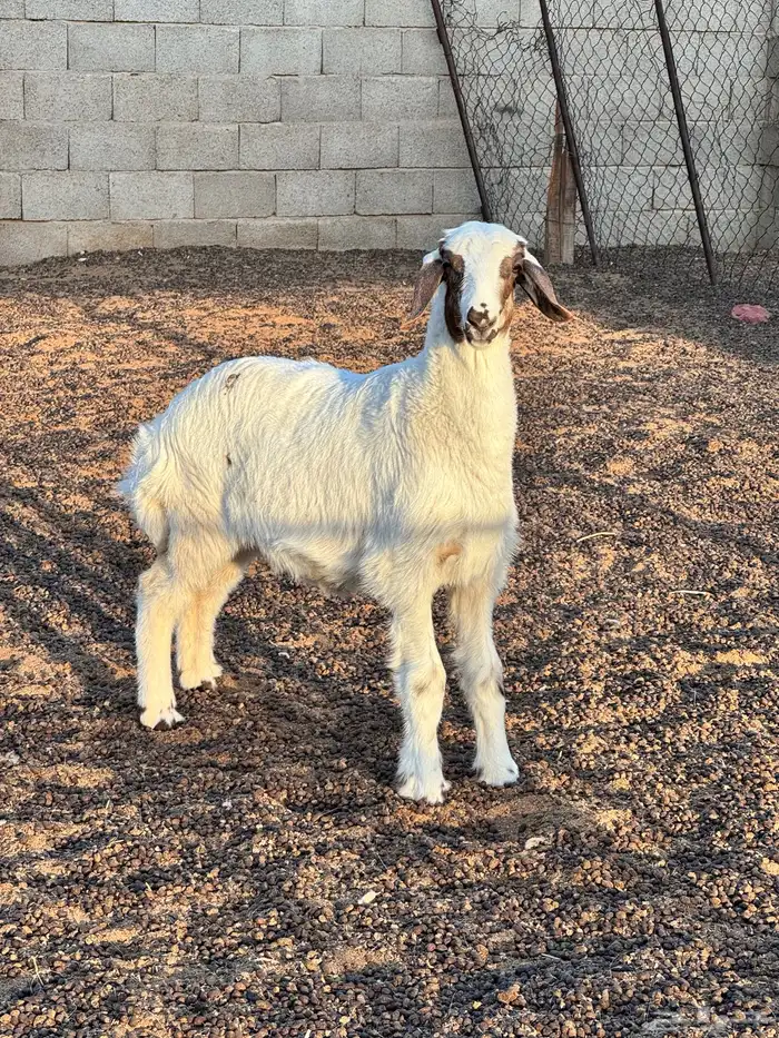 للبيع خروف حري مغلق شحم 1