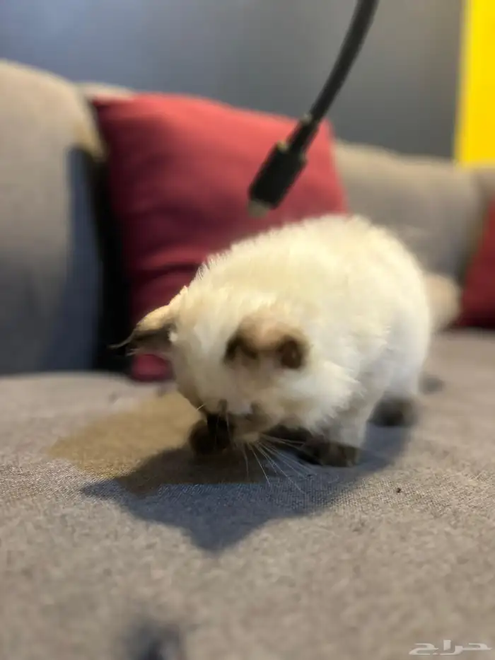 قطوتين للبيع 25