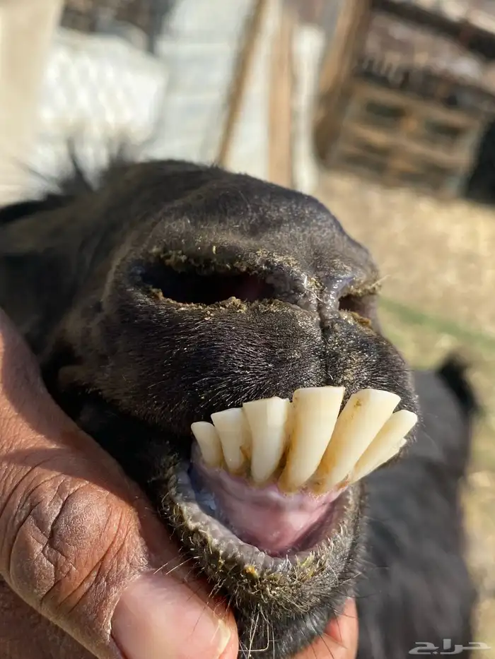 عنز حبشيه دافع 9