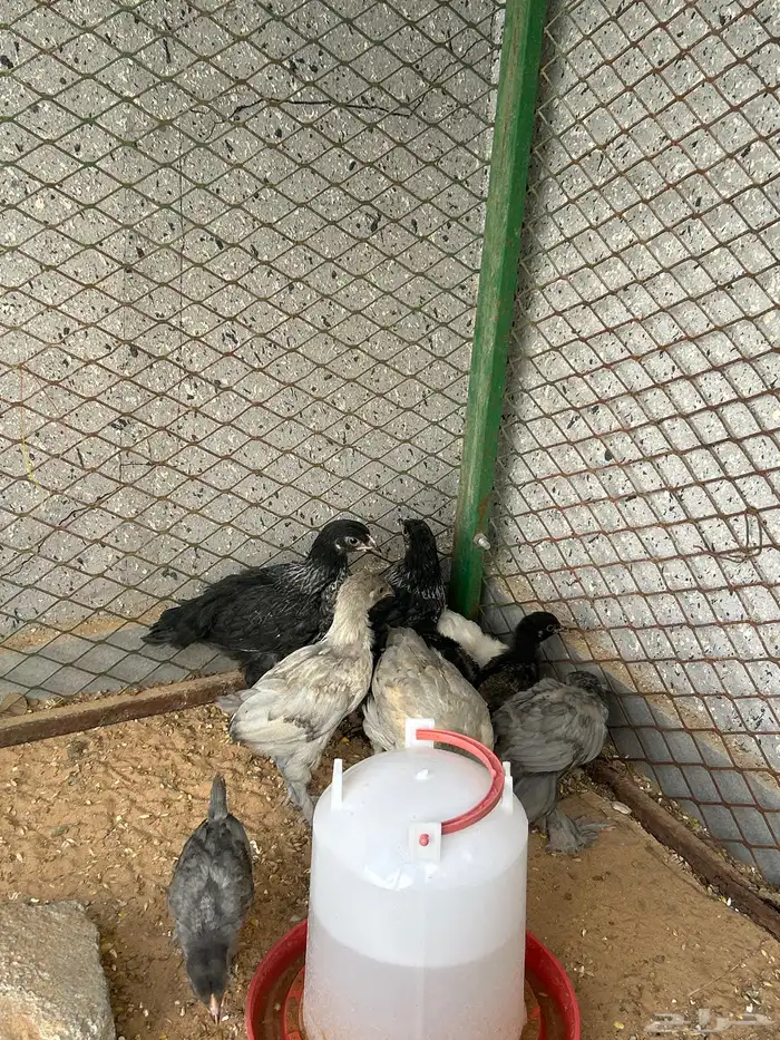 صوص براهما 2