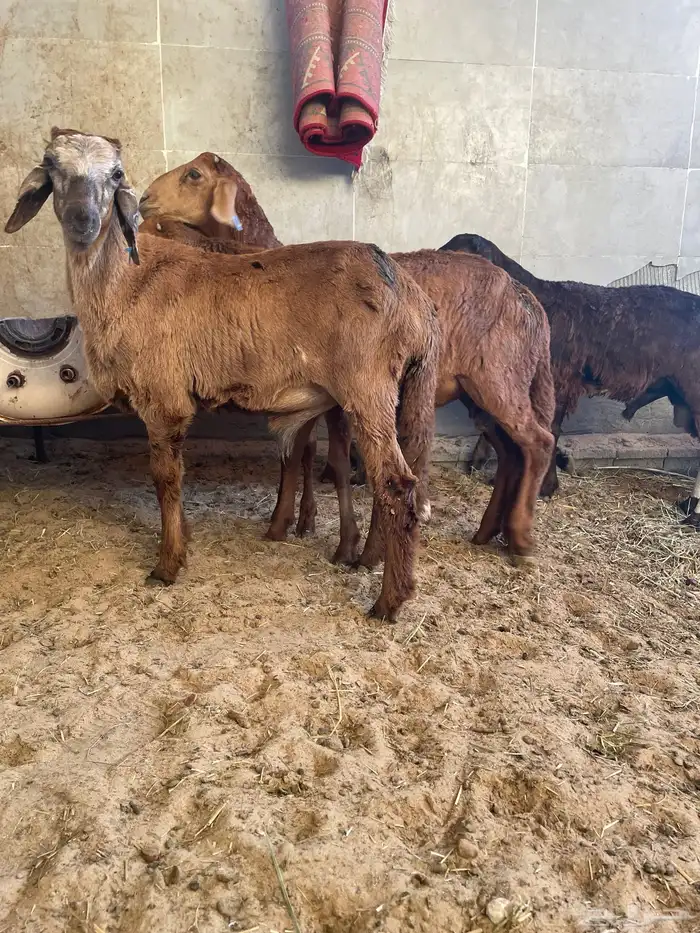 غنم سواكل جذع 0