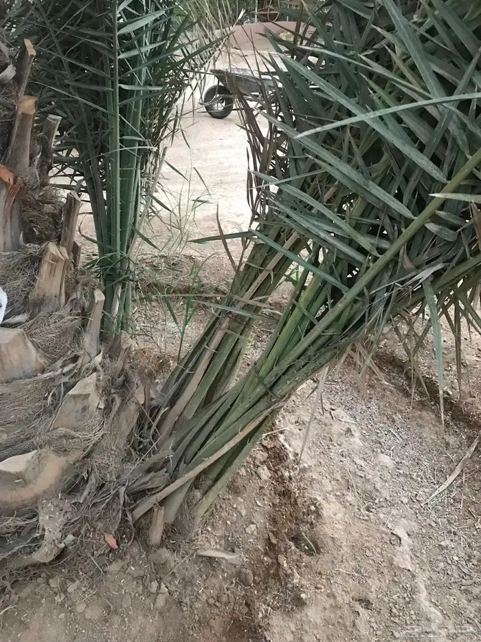 فروخ نخل هلالي 0