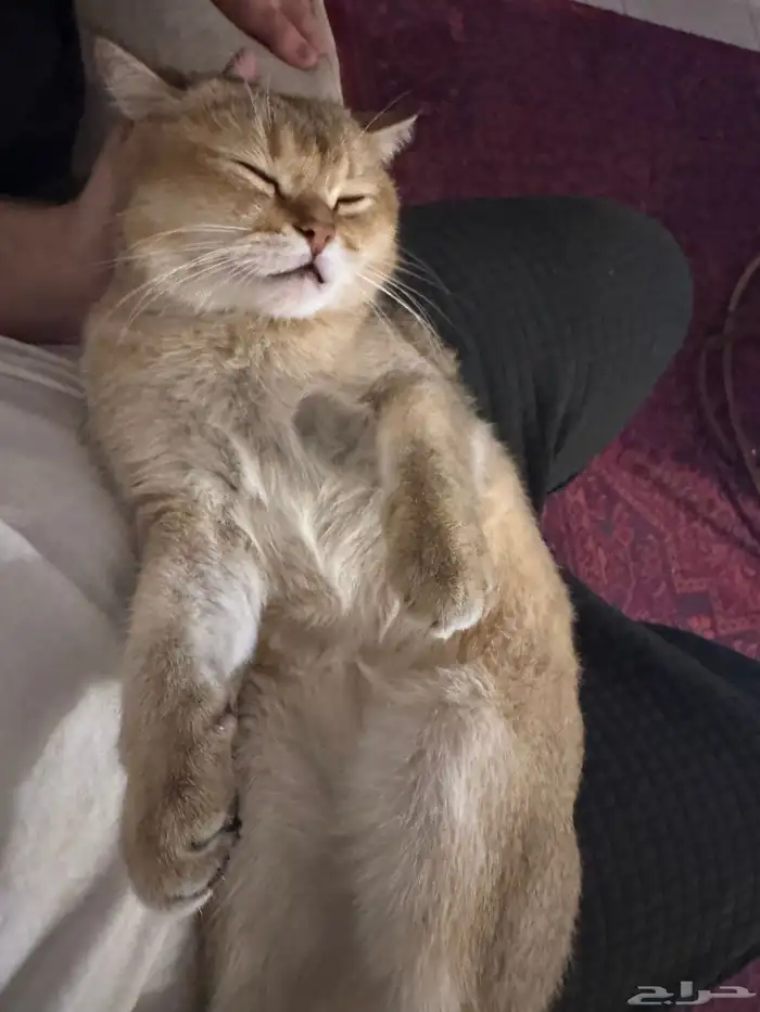 قط سكوتش فولد قولدن 1