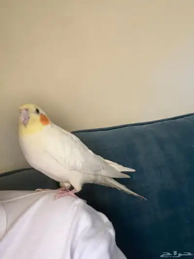 كروان للبيع index